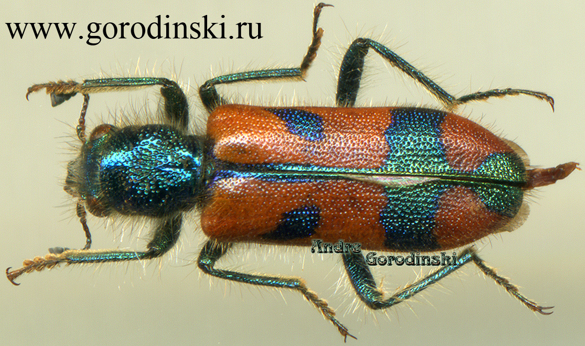 http://www.gorodinski.ru/oth_col/Trichodes sp.2.jpg